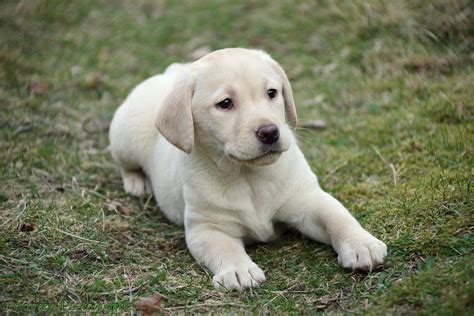 9 week old labrador puppy|8 week old lab puppies.